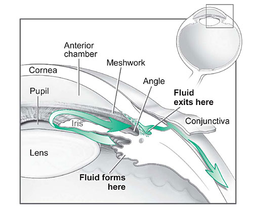 definition test proper About Institute  Facts Eye National Glaucoma