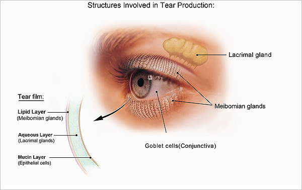 Structures Involved in Tear Production