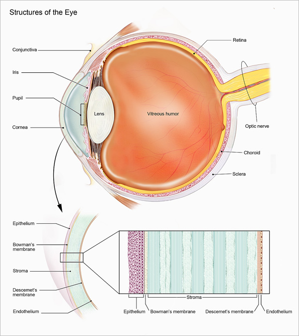 Structure and Functions of Human Eye with labelled Diagram