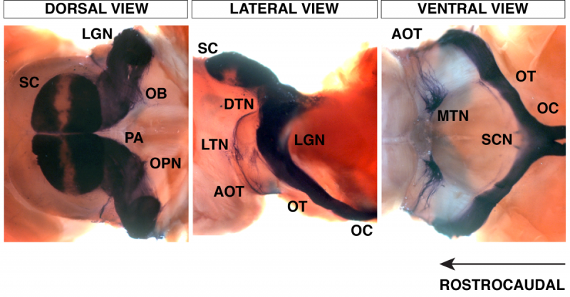 Dorsal, lateral, and ventral view of retinal ganglion cells leaving the brain