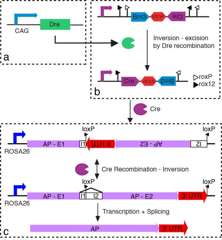Gene diagram for Dre recombinase, Cre recombinase, and Cre activity
