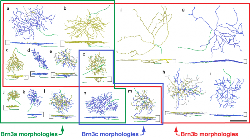 Diagram of Brn3a, Brn3c, and Brn3b dendrite morphologies