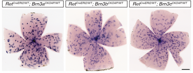 Comparison of 3 RGC types: Ret CreERt2/WT, Brn3a CKOAP/WT; Ret CreERt2/WT, Brn3b CKOAP/WT; Ret CreERt2/WT, Brn3c CKOAP/WT