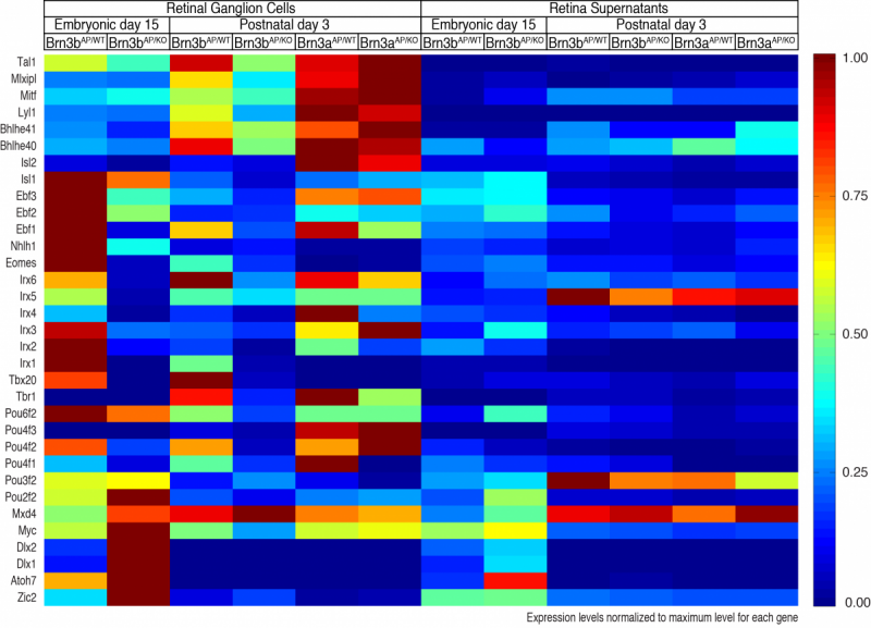 Gene expression level diagram, normalized to maximum level for each gene